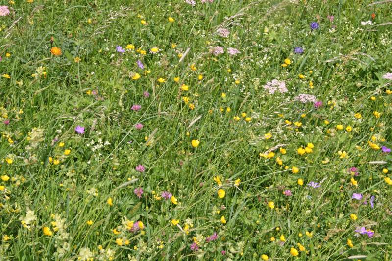 Neuschwanstein juni 2011 - 131